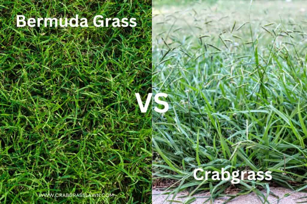 Bermuda Grass vs Crabgrass