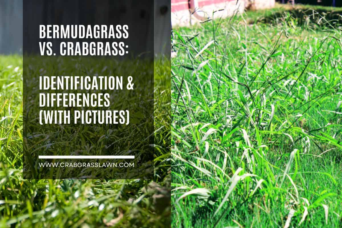 Bermudagrass vs. Crabgrass- Identification & Differences