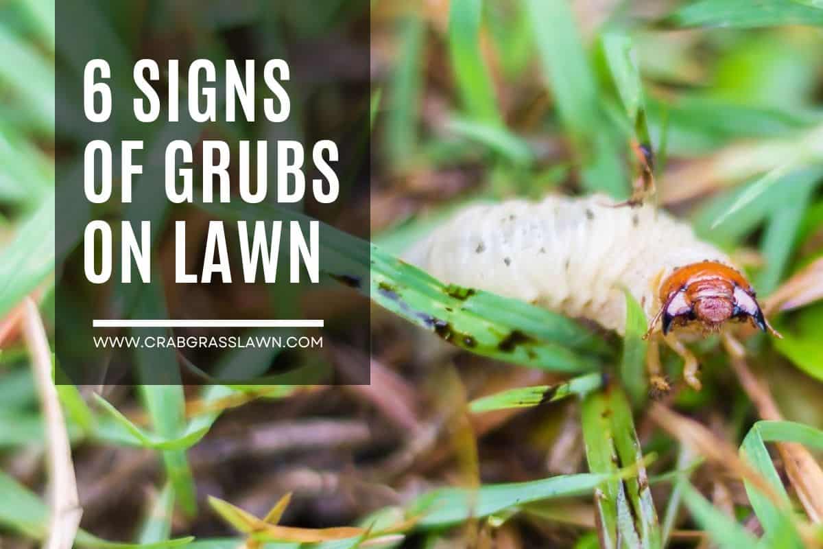 6 Signs of Grubs on Lawn
