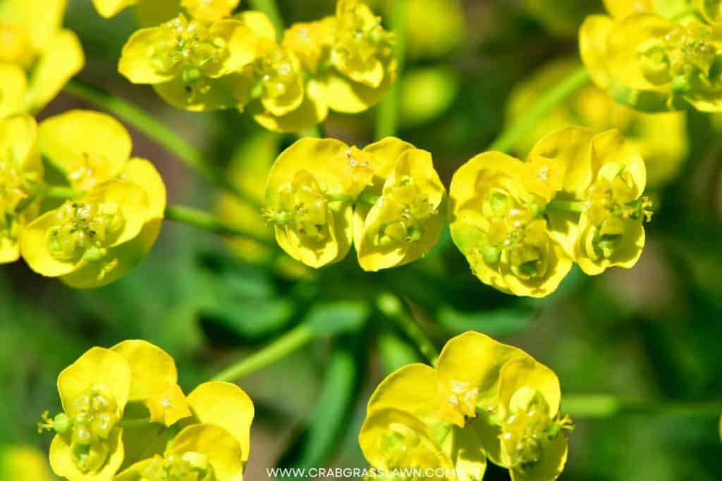 Cypress Spurge