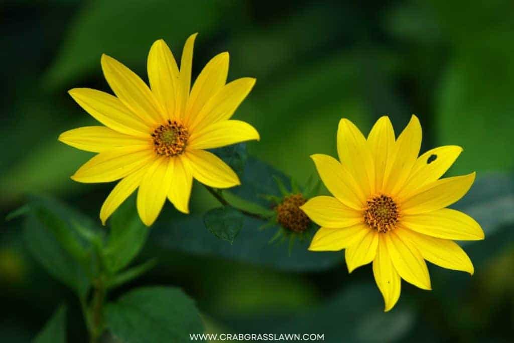 Butterweed 