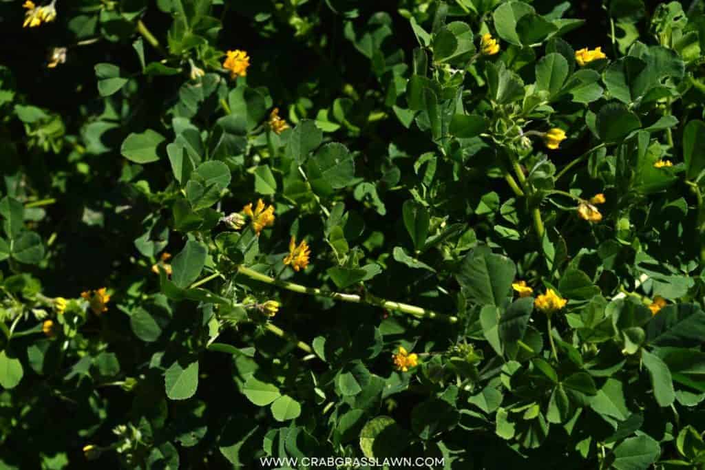 California Burr Clover