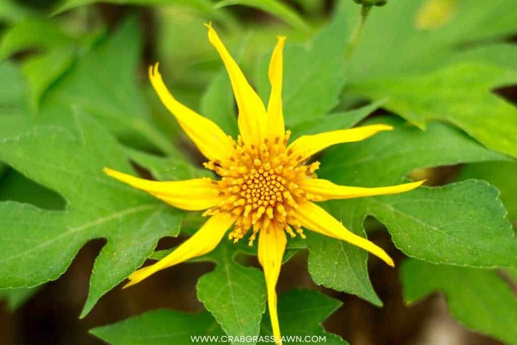 Common Ragwort