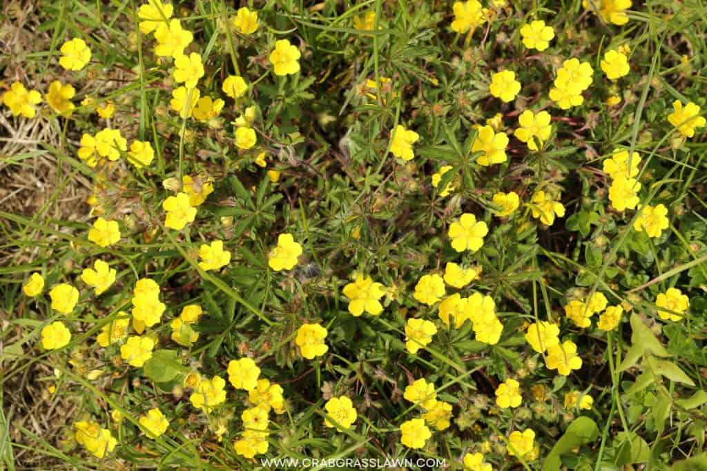 Creeping Cinquefoil