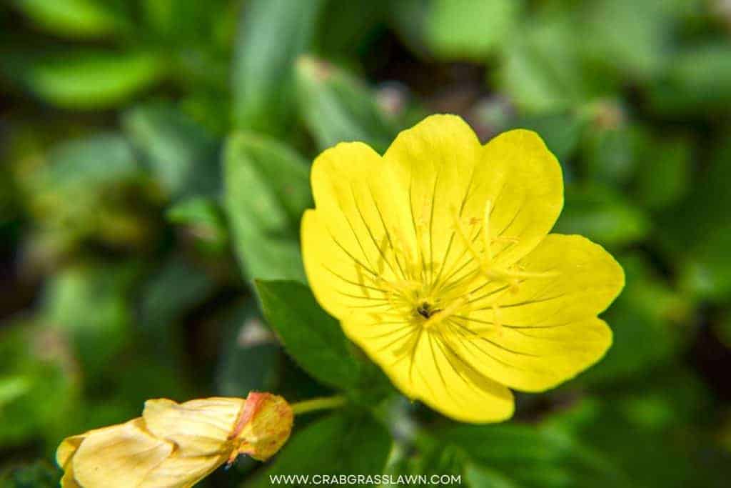 Common Evening Primrose