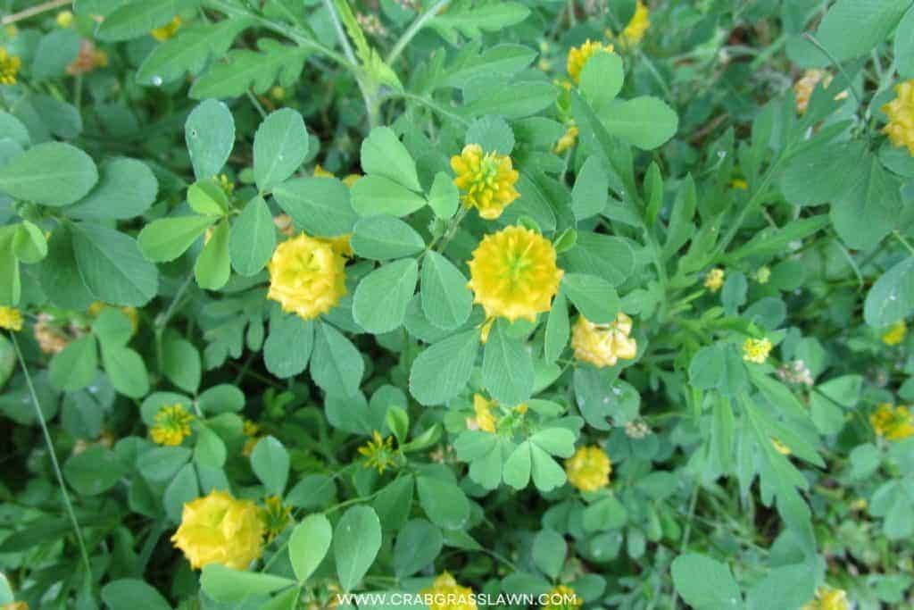 Golden Clover