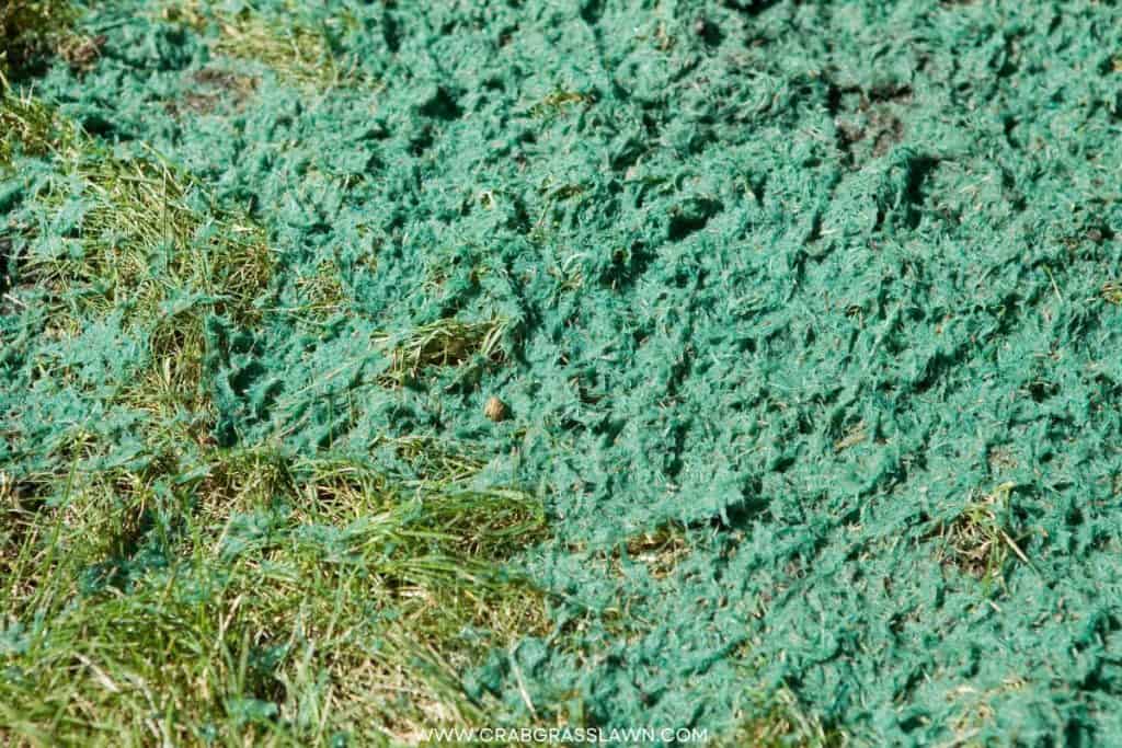 How Long Does Hydroseed Take to Grow? 