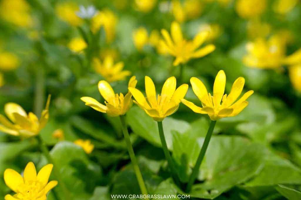 Lesser Celandine