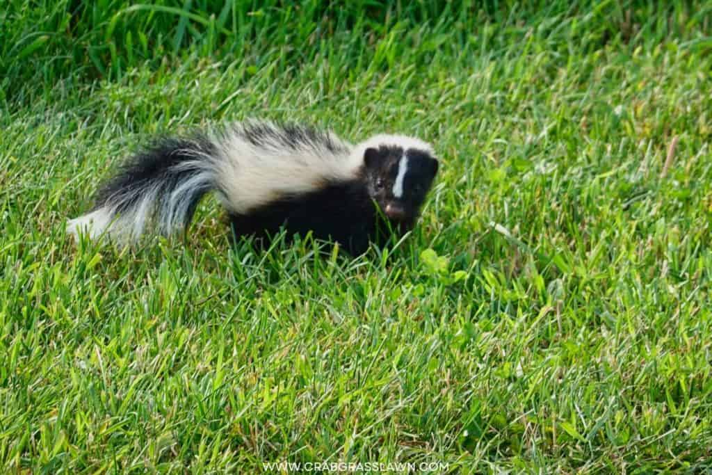 Grubs attracting animal activity in lawn 