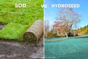 [SOLVED] How Long Does Hydroseed Take to Grow? Hydroseeding Timeline ...