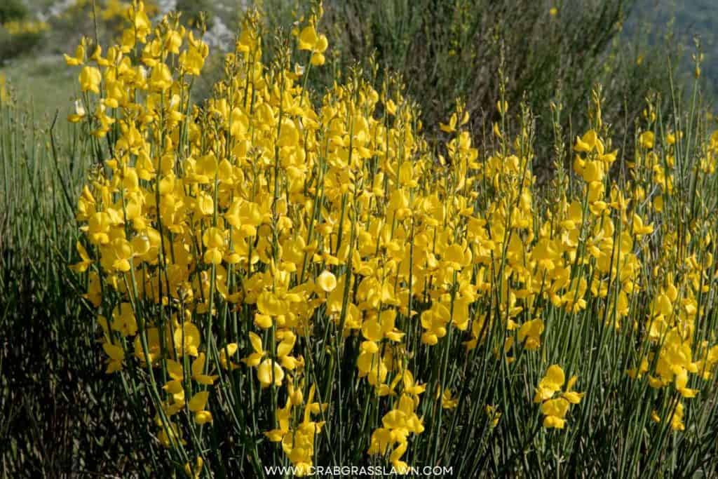 Spanish Broom