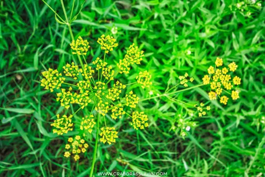 Wild Parsnip