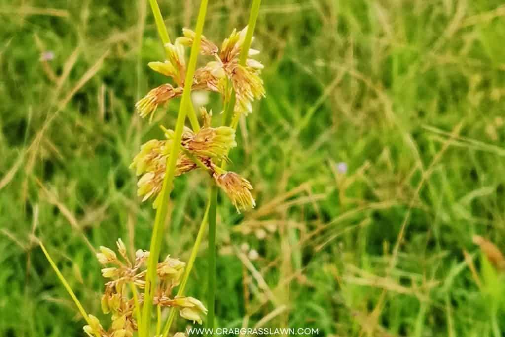 Yellow Nutsedge