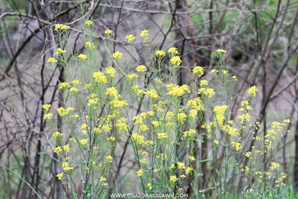 Yellow Rocket