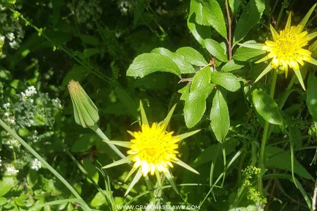 Yellow Salsify