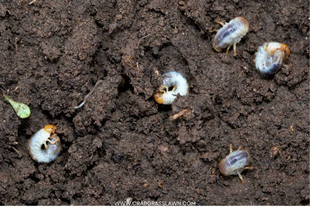 chafer grubs emerging from a damaged lawn