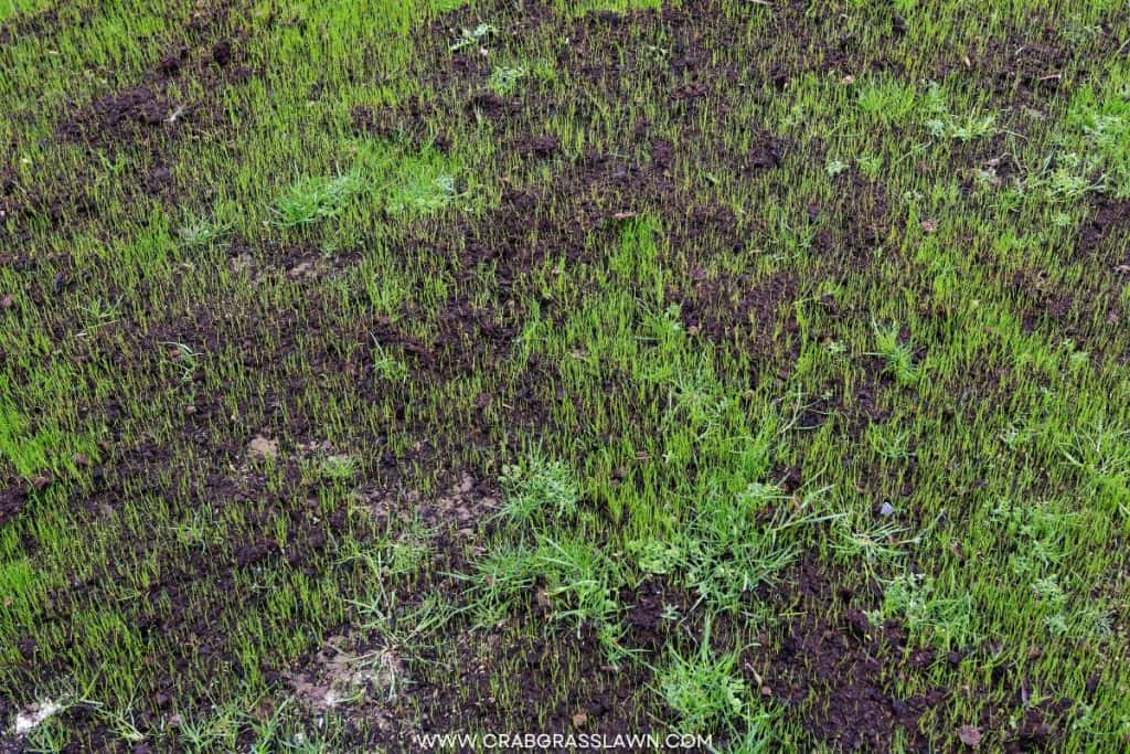 grass seeds growing after grubs lawn damage