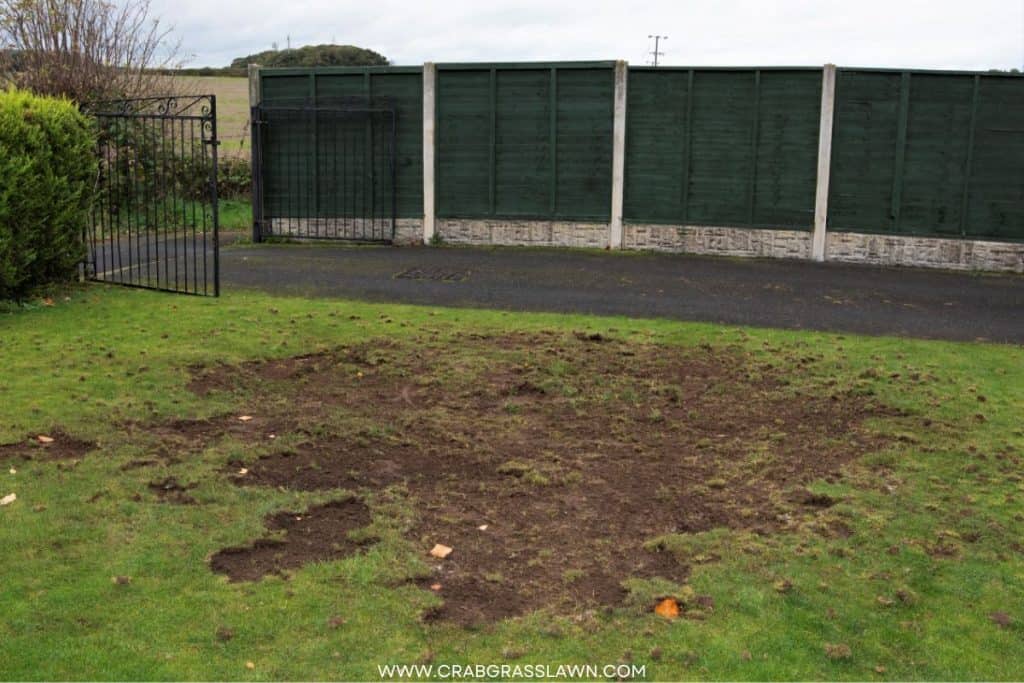 Grubs Damage Photos
