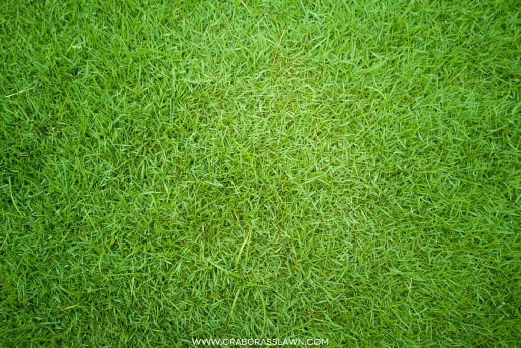 Bermuda Grass used on Golf Course