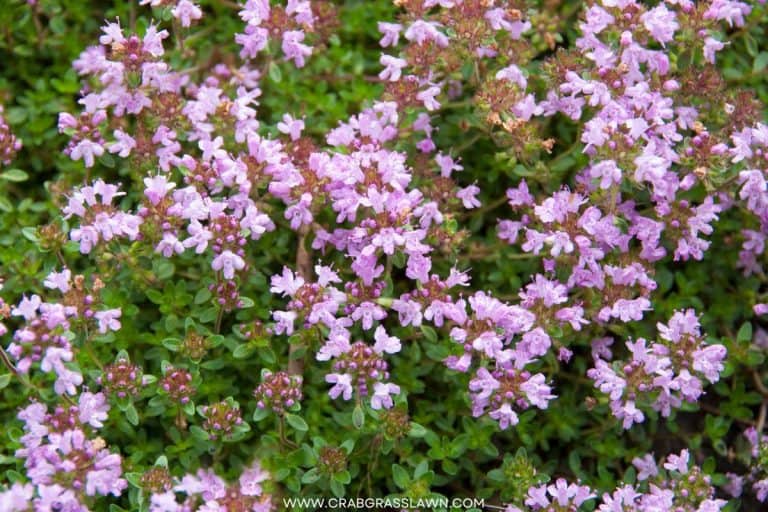 The Ultimate Guide to Planting a Creeping Thyme Lawn (2023) CrabgrassLawn