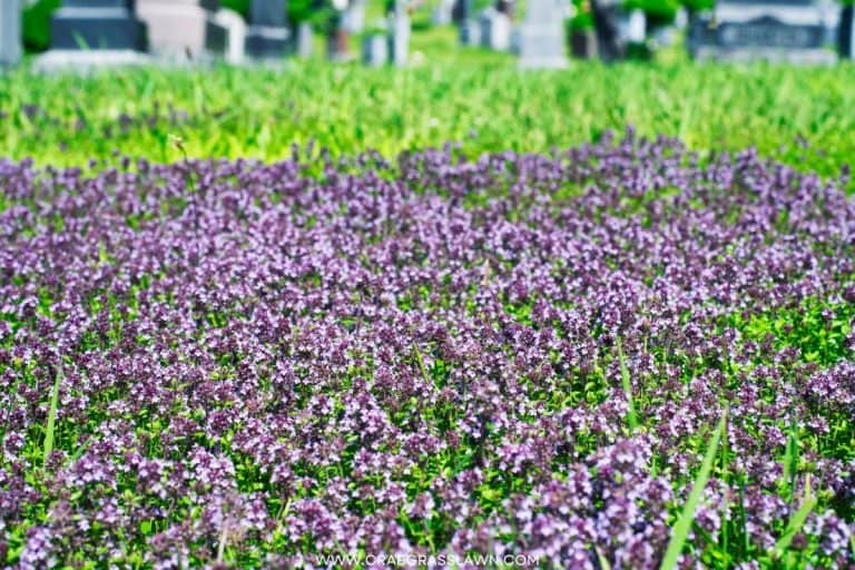 The Ultimate Guide to Planting a Creeping Thyme Lawn (2023) CrabgrassLawn