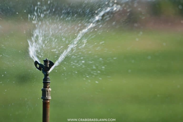 Best Time to Water Grass in Summer (2024) CrabgrassLawn