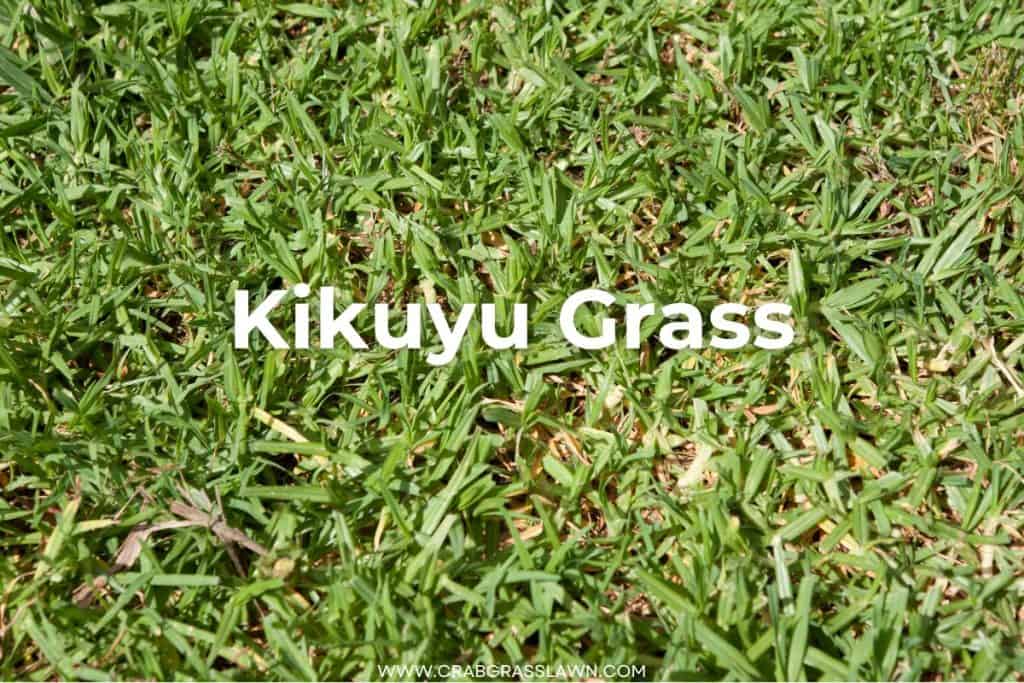 Kikuyu Grass