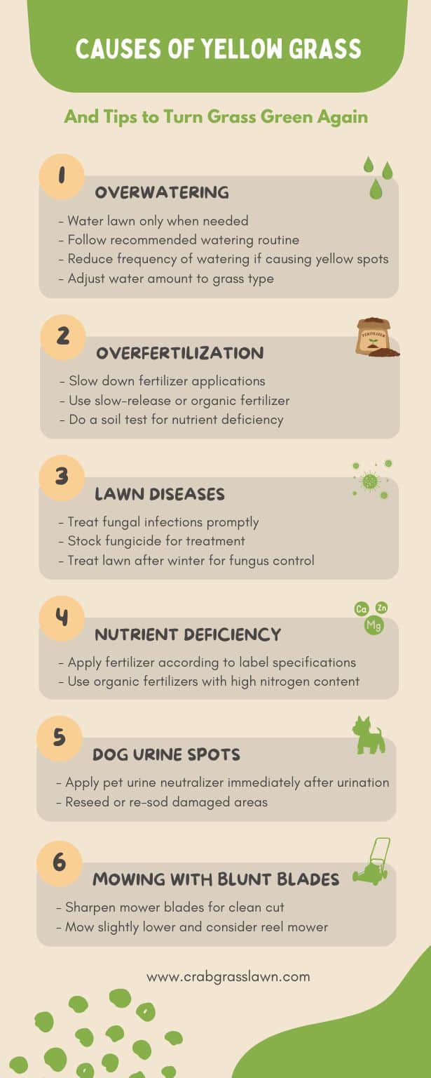 Why is My Grass Turning Yellow Infographic