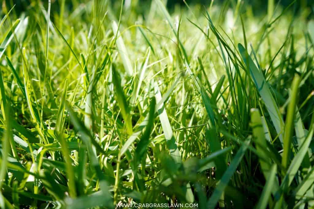 Where to Buy St. Augustine Grass Seed?