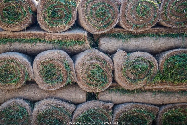 Where to Buy St. Augustine Grass Seed? (2024) CrabgrassLawn