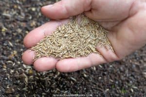 Where to Buy St. Augustine Grass Seed? (2024) | CrabgrassLawn