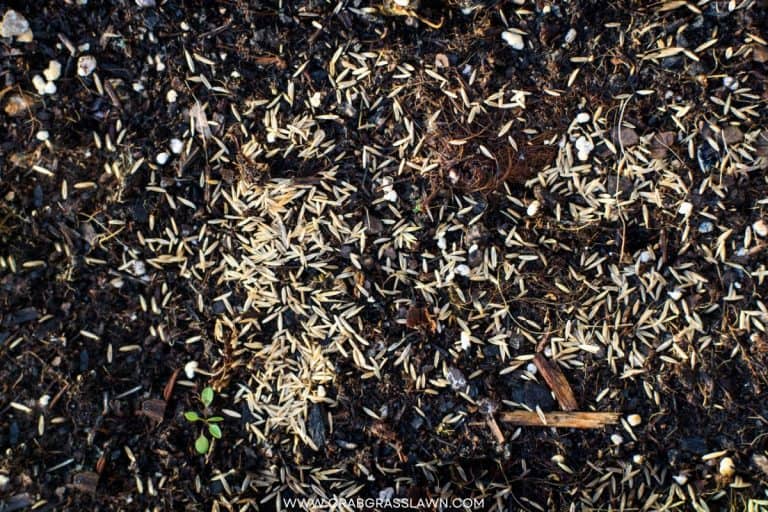 Where to Buy St. Augustine Grass Seed? (2024) CrabgrassLawn