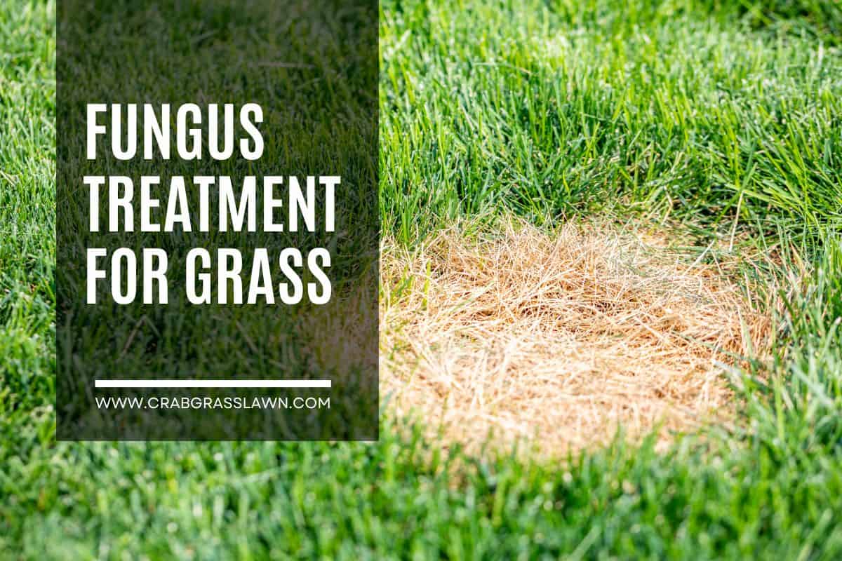 Fungus Treatment for Grass