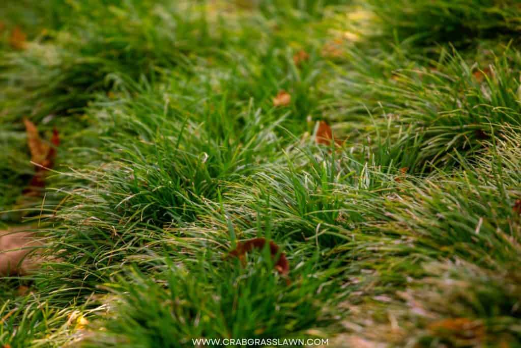 bumpy lawn 