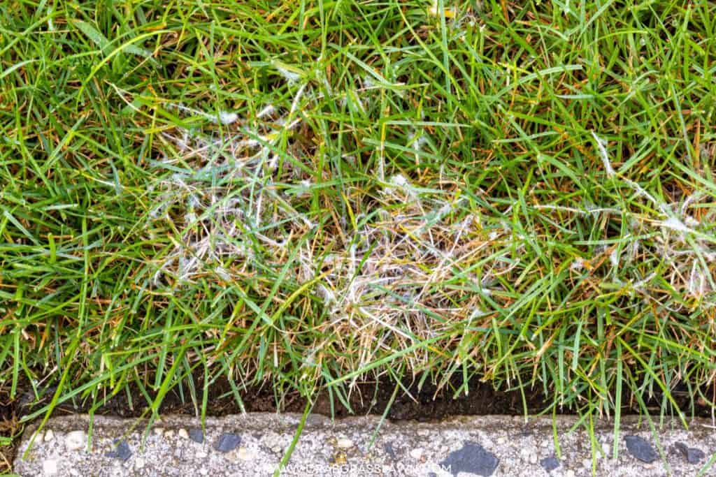 dollar spot fungus