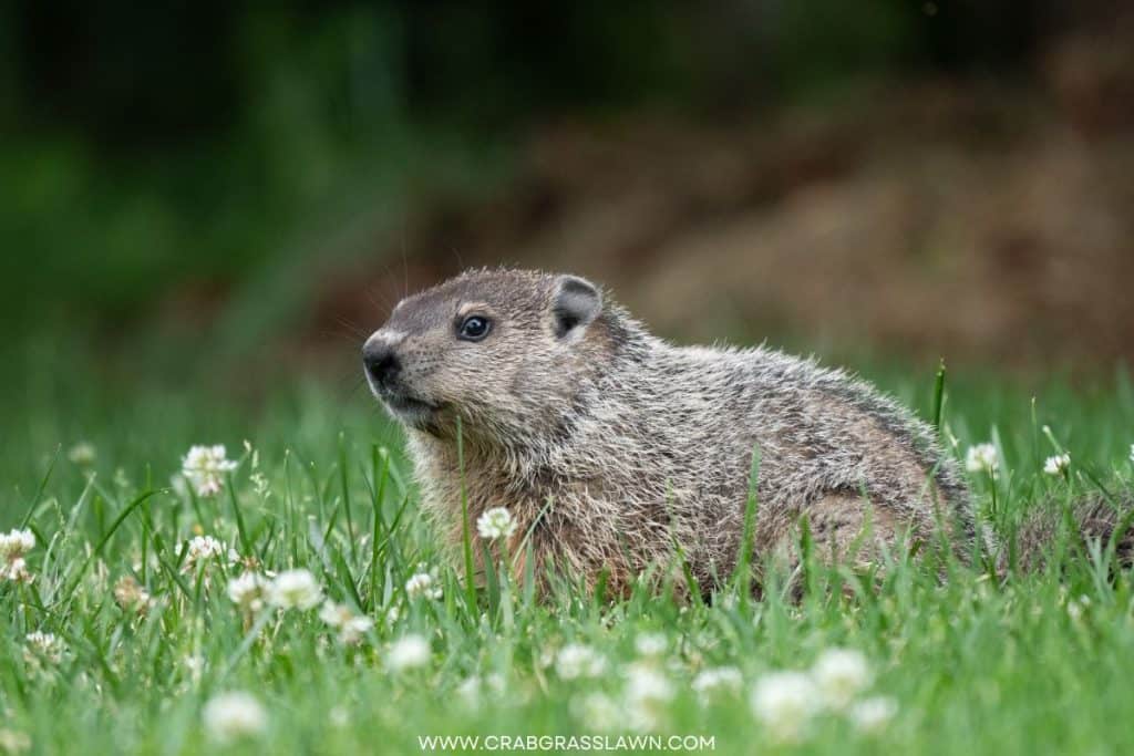 groundhog