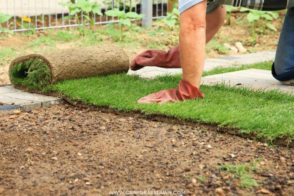 CrabgrassLawn 19 laying-sod-for-new-lawn
