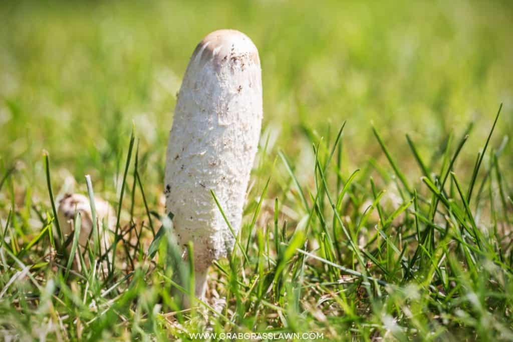 shaggy inkcap