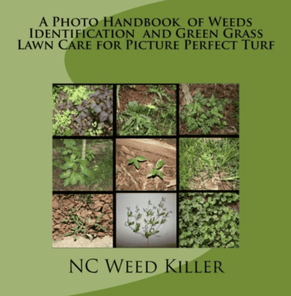 Weeds Identification and Green Grass Lawn Care