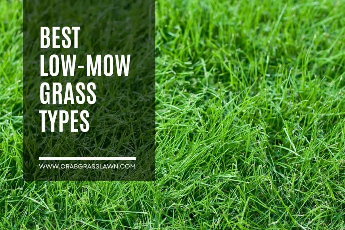 Best low mow grass types - Slow Growing Grass