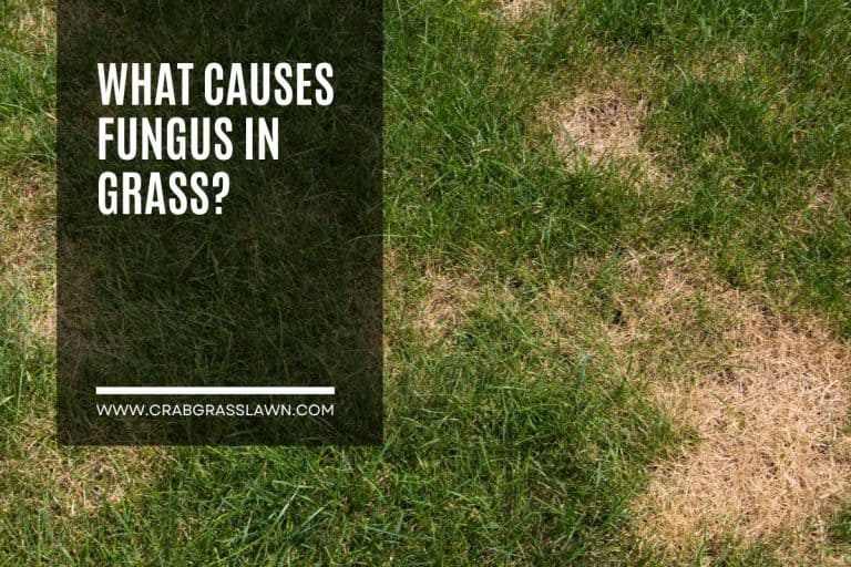 What Causes Fungus in Grass?
